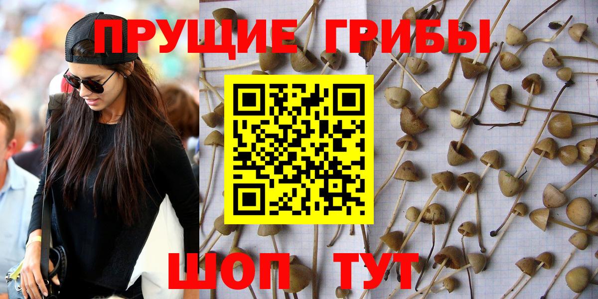 Псилоцибиновые грибы GOLDEN TEACHER Гусев